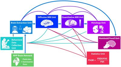 Brain structure and function: a multidisciplinary pipeline to study hominoid brain evolution